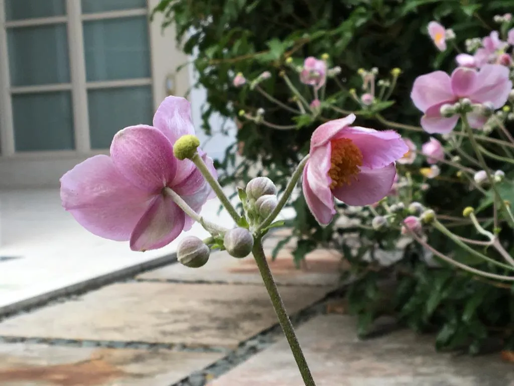 Rosa Del Grappa Bed & Breakfast