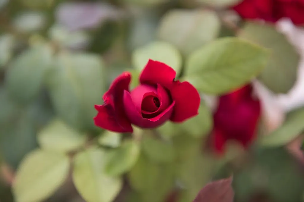 Rosa Del Grappa Bed & Breakfast 0*,